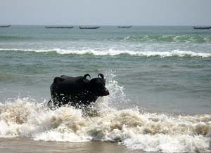 bufalo en la playa de Visakhapatnam