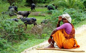 En Nalgonda mujer cuidando vacas