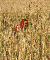 Mujer en un campo de trigo en 