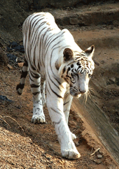 tigre blanco de orissa