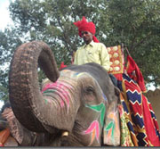 Elefante en Jaipur